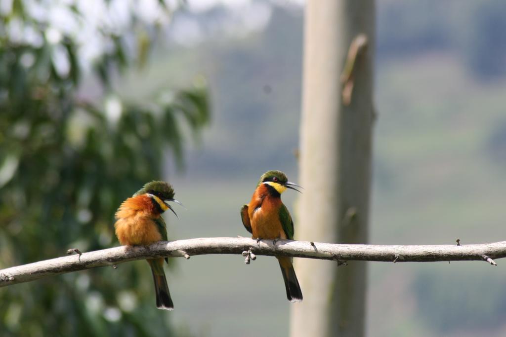 Amasiko Homestay Lake Bunyonyi Kabale Eksteriør bilde