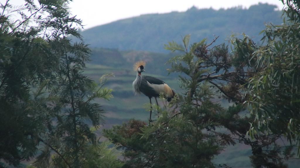 Amasiko Homestay Lake Bunyonyi Kabale Eksteriør bilde
